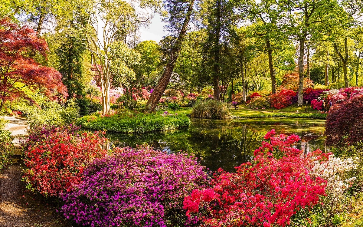 Exbury Azalea Bowl bursting with colourful rhododendrons 