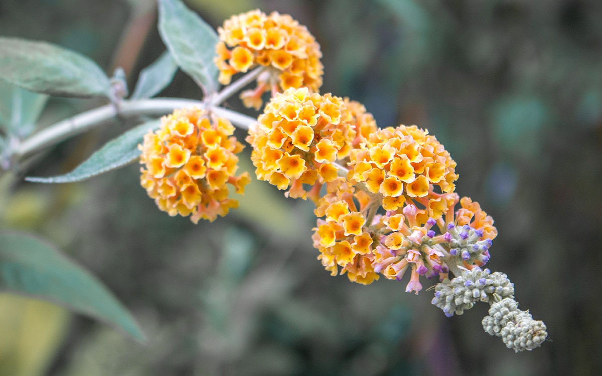 Pretty two-tone flowers of Buddleja x weyeriana 'Sungold'.