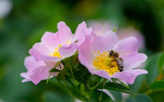Bee on rose flower