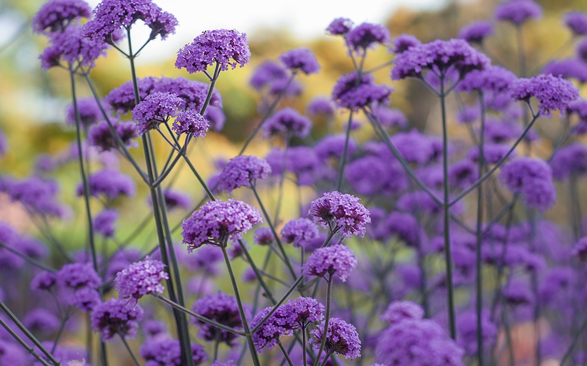 how to grow verbena