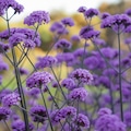 how to grow verbena