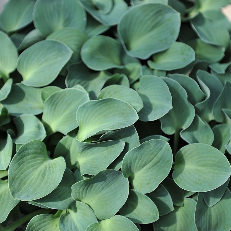 Hosta 'Mouse Ears'