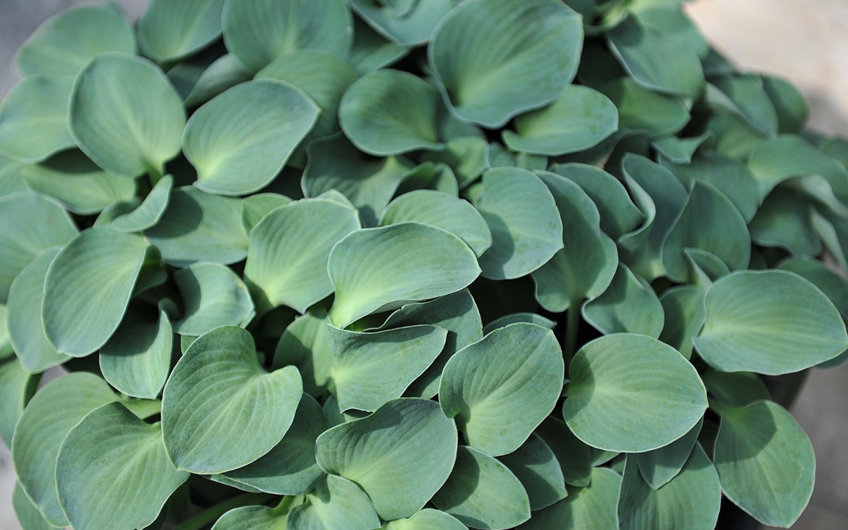 Hosta Mouse Ears