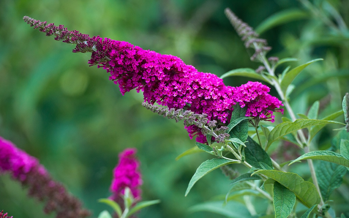 Buddleja davidii cultivar 'Royal Red'