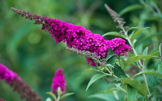 Buddleja davidii cultivar 'Royal Red'