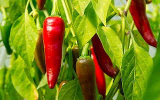 sow chillies