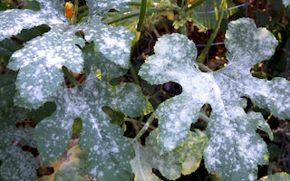 powdery mildew treatment