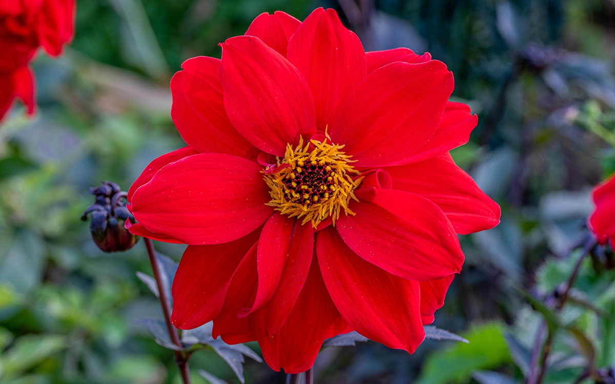 Dahlia 'Bishop of Llandaff'