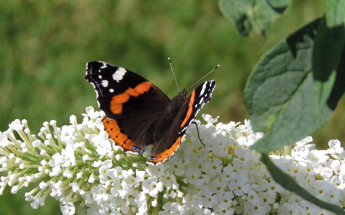 'White Profusion', a white-flowered Buddleia davidii attracts a butterfly 