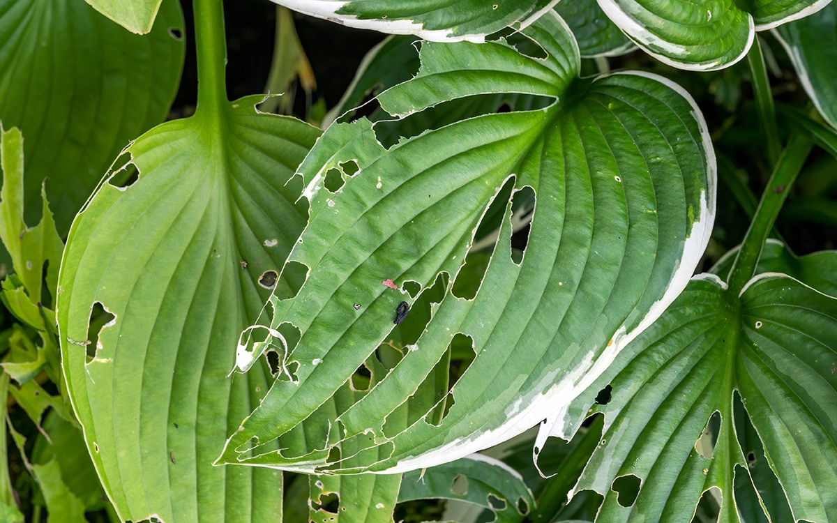 Slug-damaged hosta leaves with holes