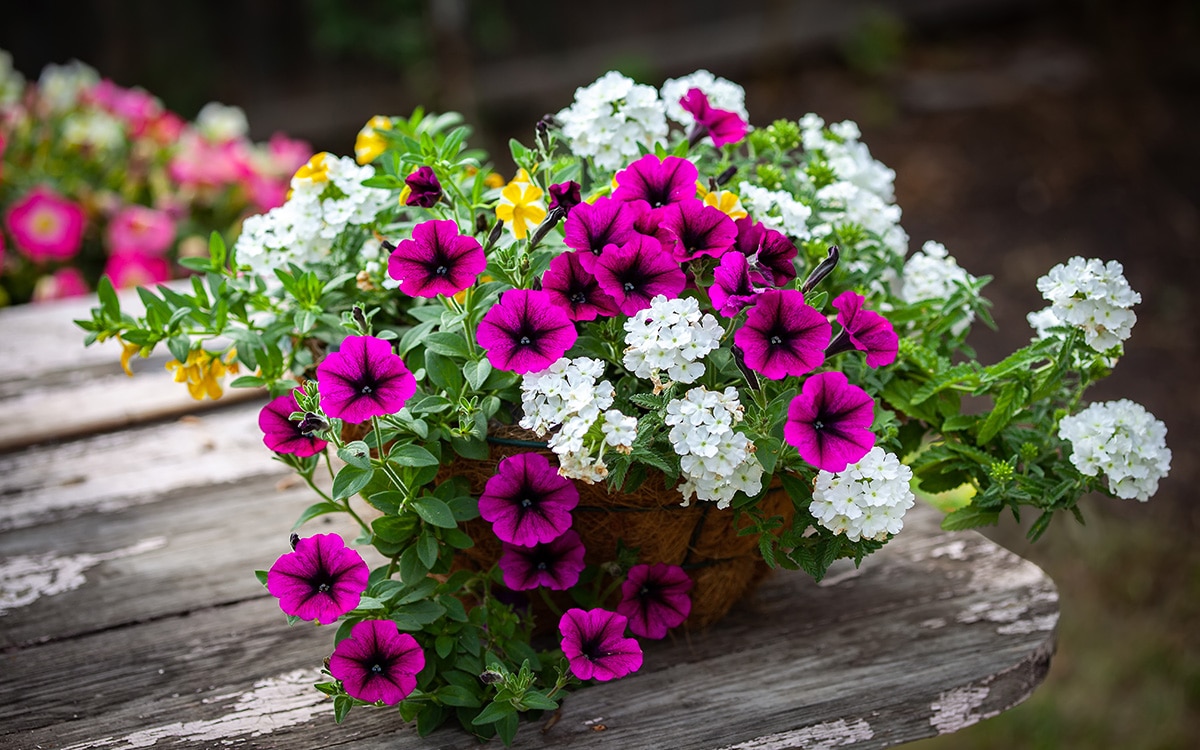 how to grow verbena