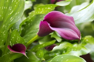 Calla lily