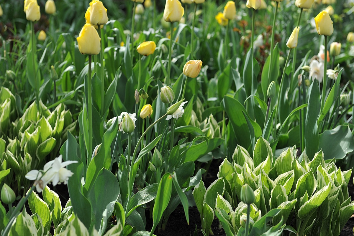 Variegated hosta leaves with yellow tulips and daffodils