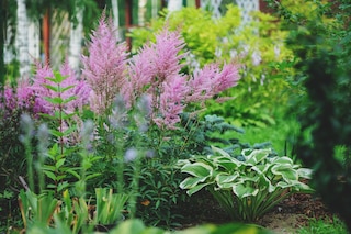 Best plants for shade