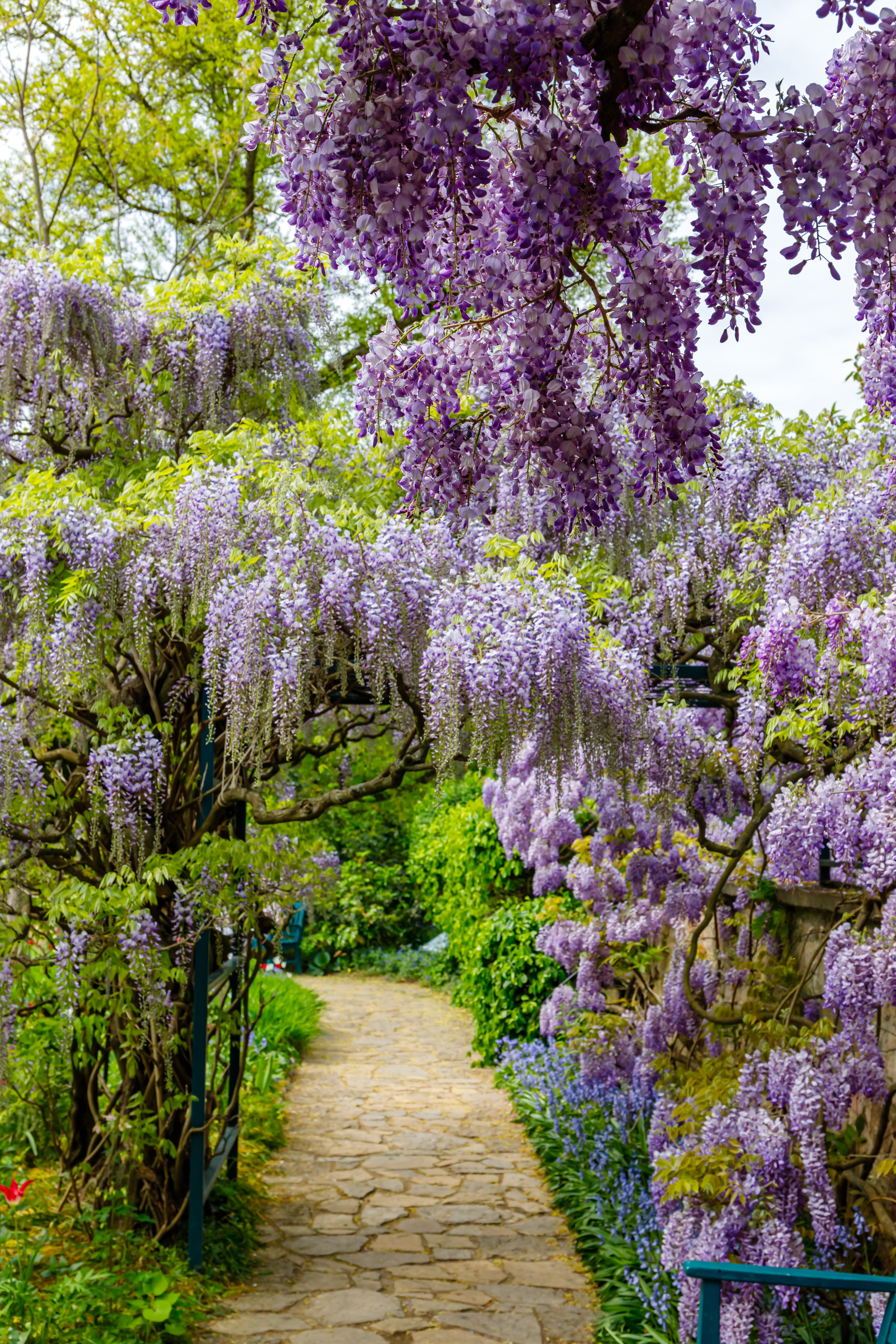 Natural  blue wisteria flowers in park. Beautiful Wisteria blossom in garden