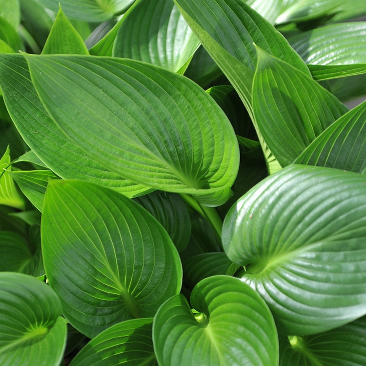 Hosta 'Devon Green'