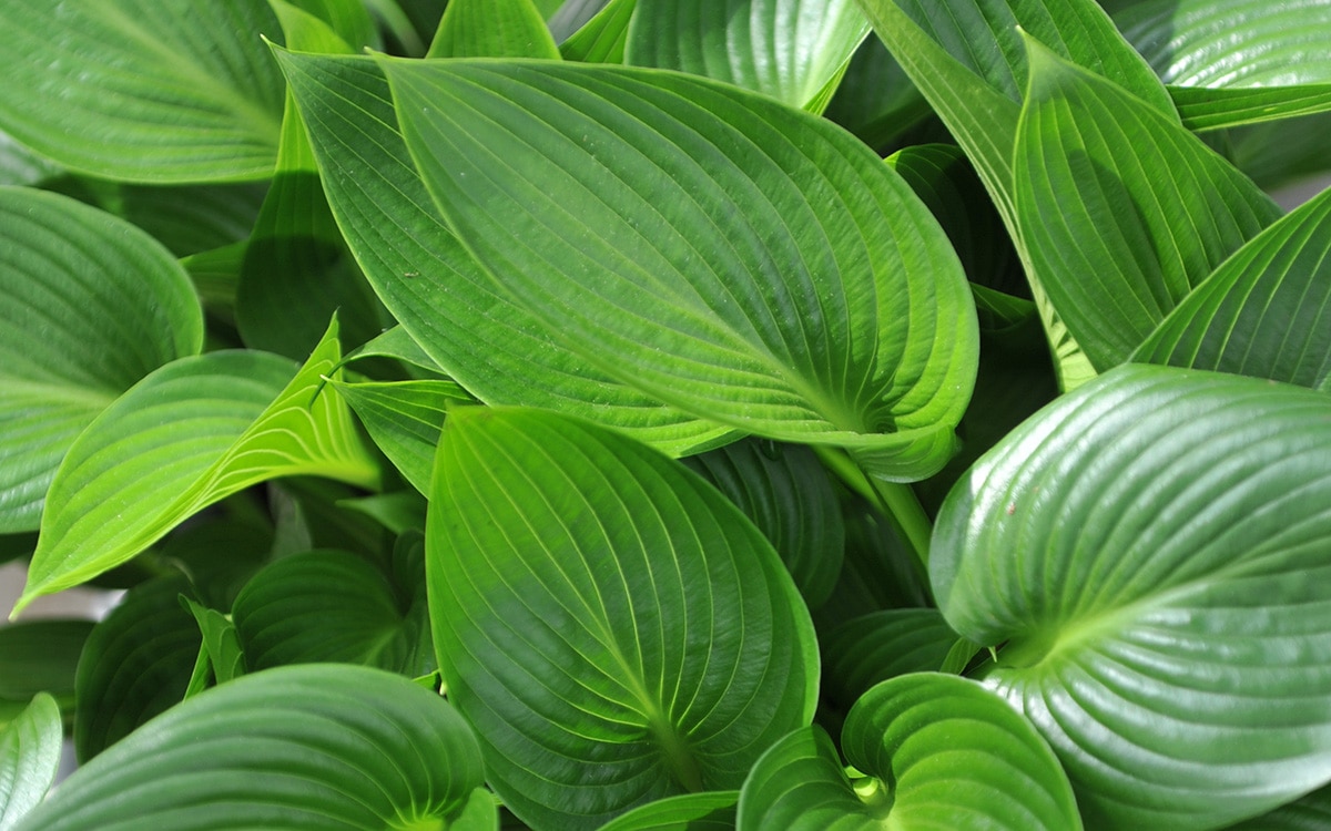 Hosta Devon Green