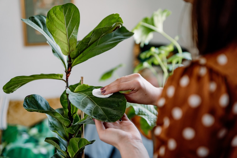 A woman wipes the large leaves of a fiddle leaf fig 