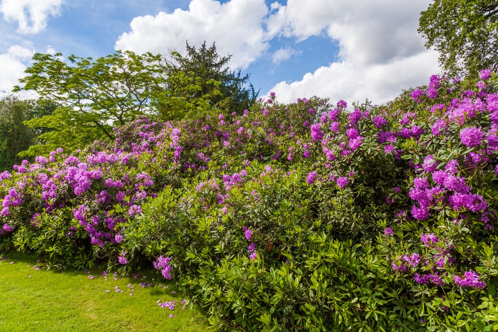 Rhododendron shrubs in the Kew Gardens