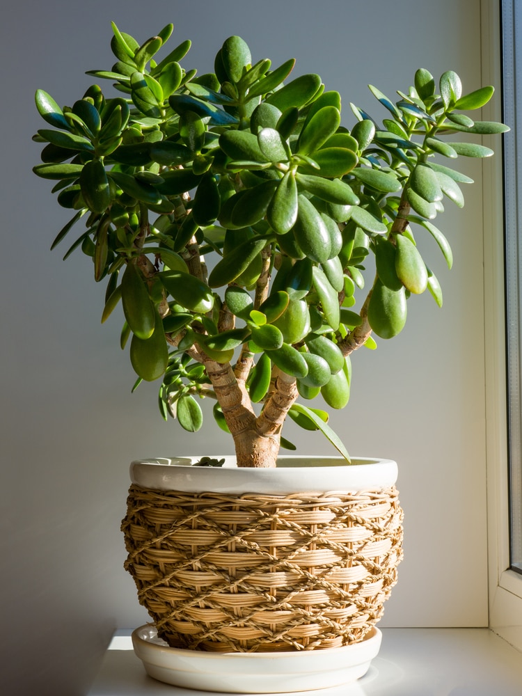 The best soil for a jade plant and how to pot it 