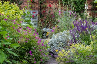 Stunning mix of flowers including geraniums and hollyhocks, photographed in a cottage garden in North Norfolk UK