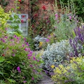 Stunning mix of flowers including geraniums and hollyhocks, photographed in a cottage garden in North Norfolk UK