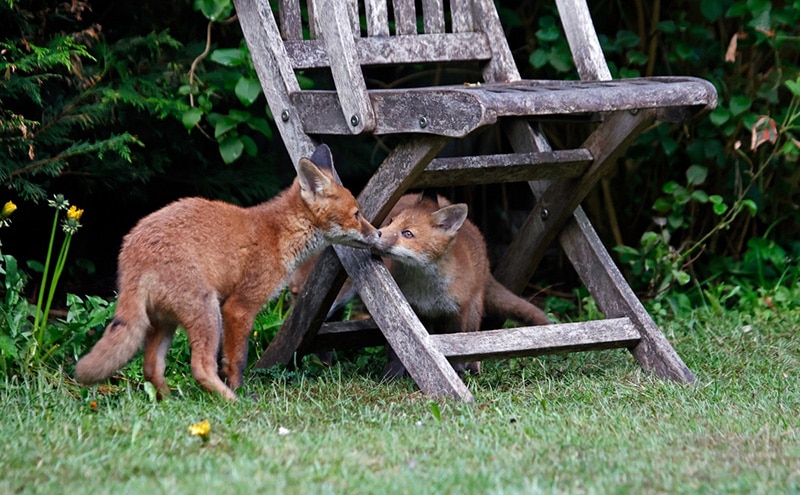 fox cubs in the garden playing under a chair 
