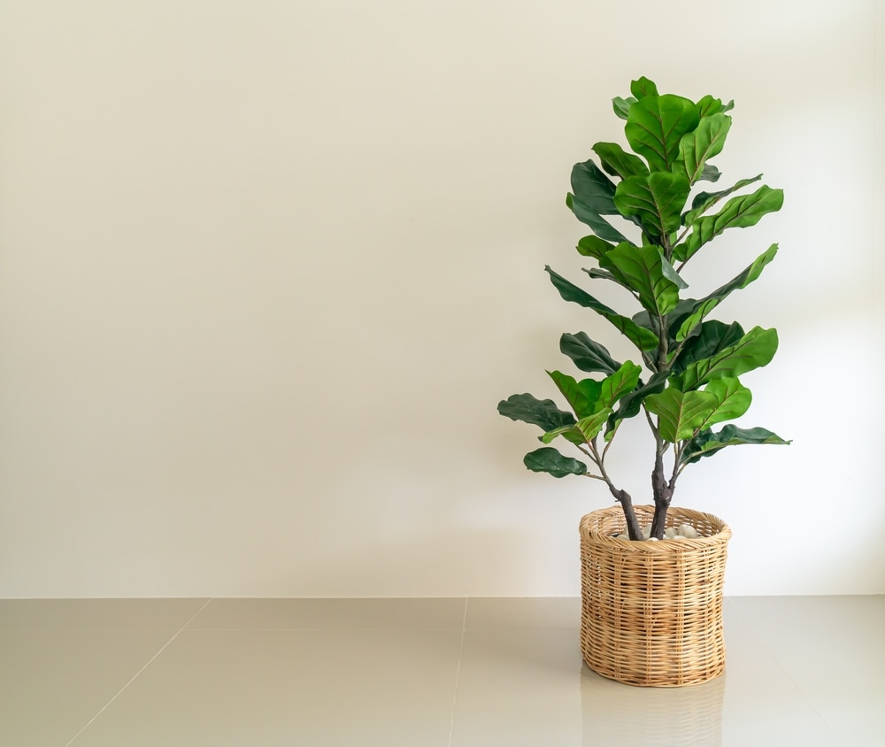 fiddle leaf fig in a wicker pot