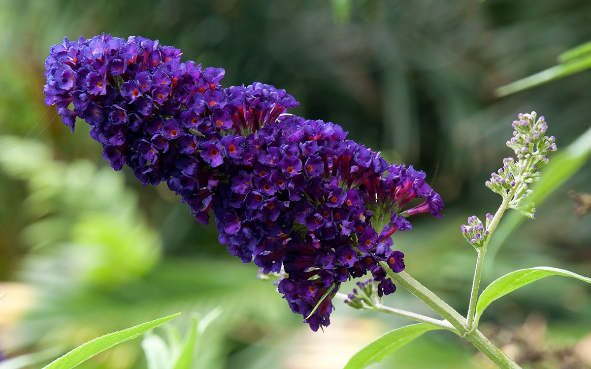 The dark flowerheads of Buddleja davidii 'Black Knight'.