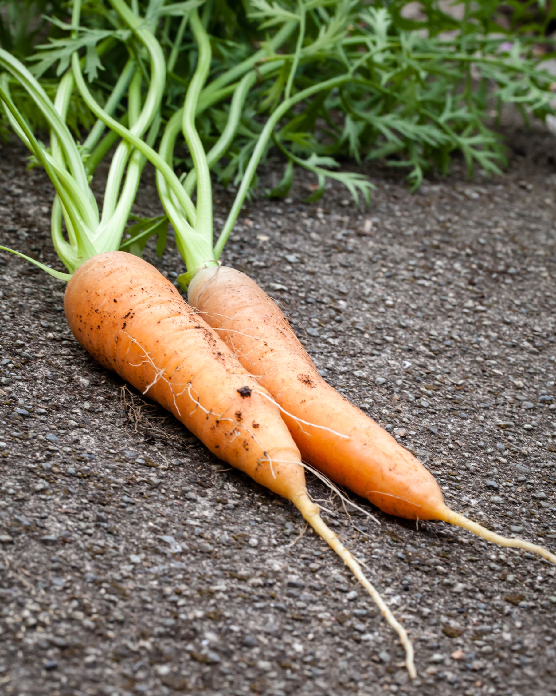 Organically grown delicious fresh Nantes Coreless carrots just pulled from the garden soil and laid on concrete