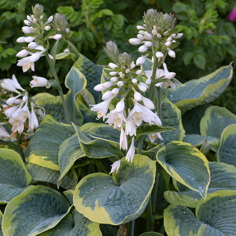 Hosta 'Frances Williams'