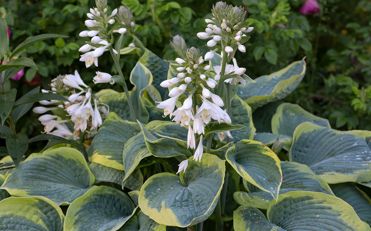 Hosta Frances Williams