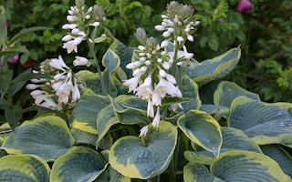 Hosta Frances Williams
