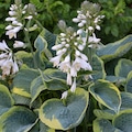 Hosta Frances Williams