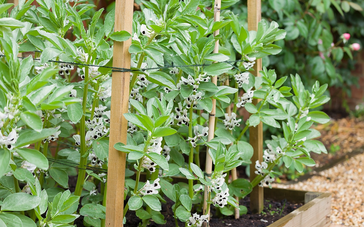 broad beans growing in a raised bed