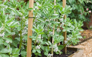 broad beans growing in a raised bed