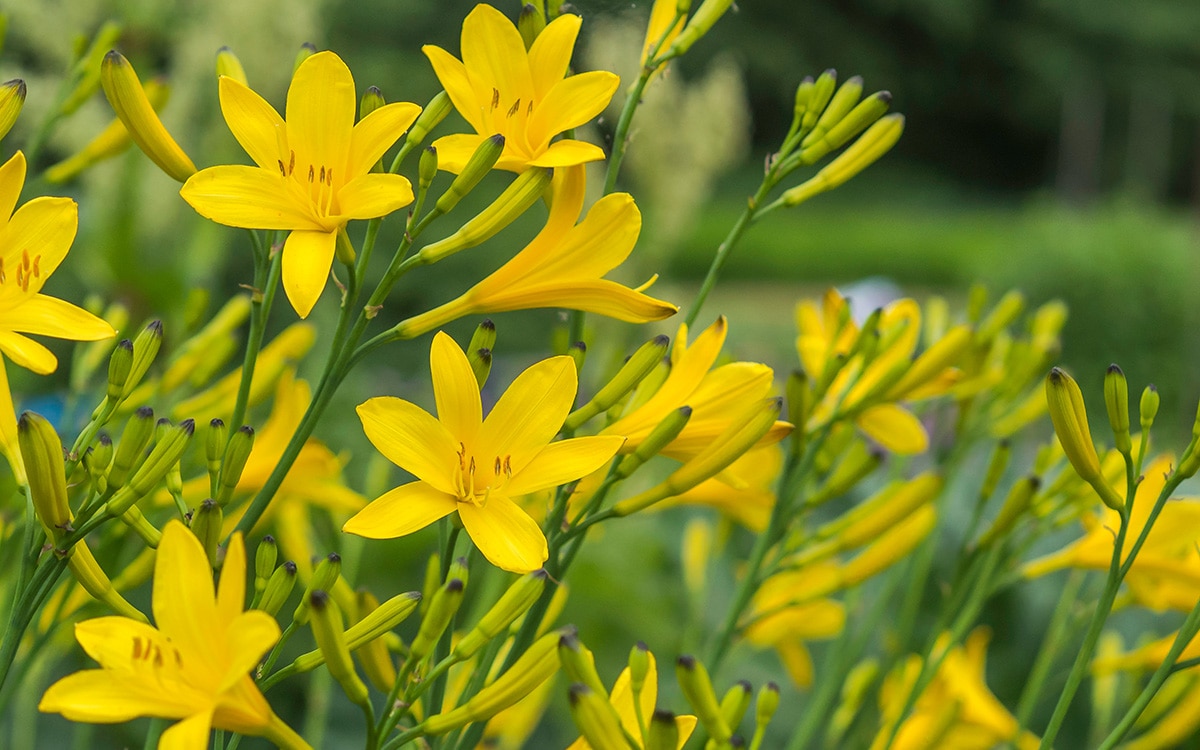 Yellow Hemerocallis lilioasphodelus
