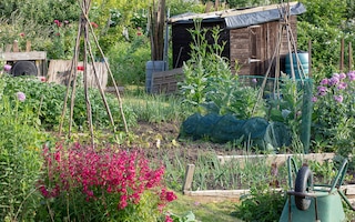 allotment tips for beginners 