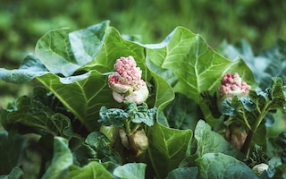 Leaves and flowers of Himalayan rhubarb, Rheum australe.