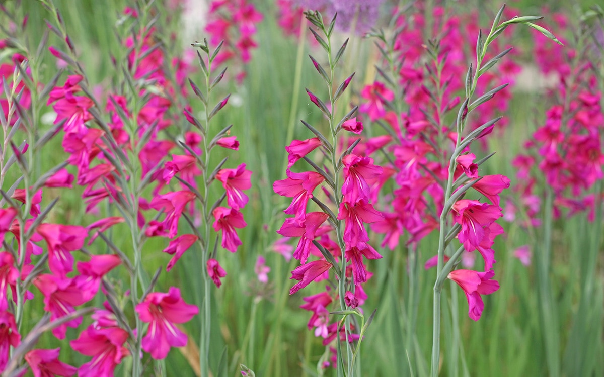 Magenta flower spikes of Gladiolus communis subsp. byzantinus