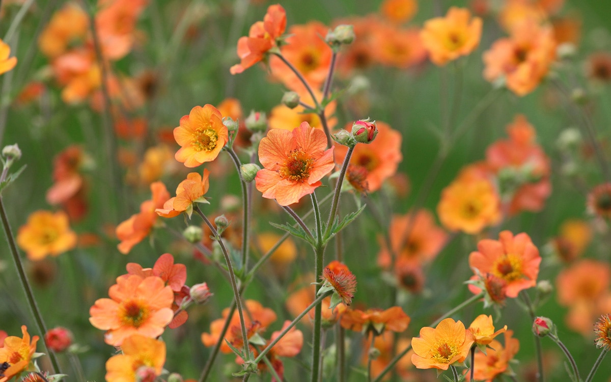Orange Geum 'Totally Tangerine'.