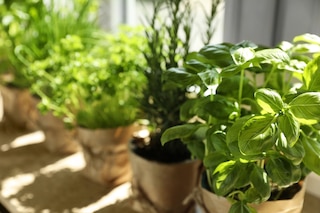 Different aromatic potted herbs near window indoors
