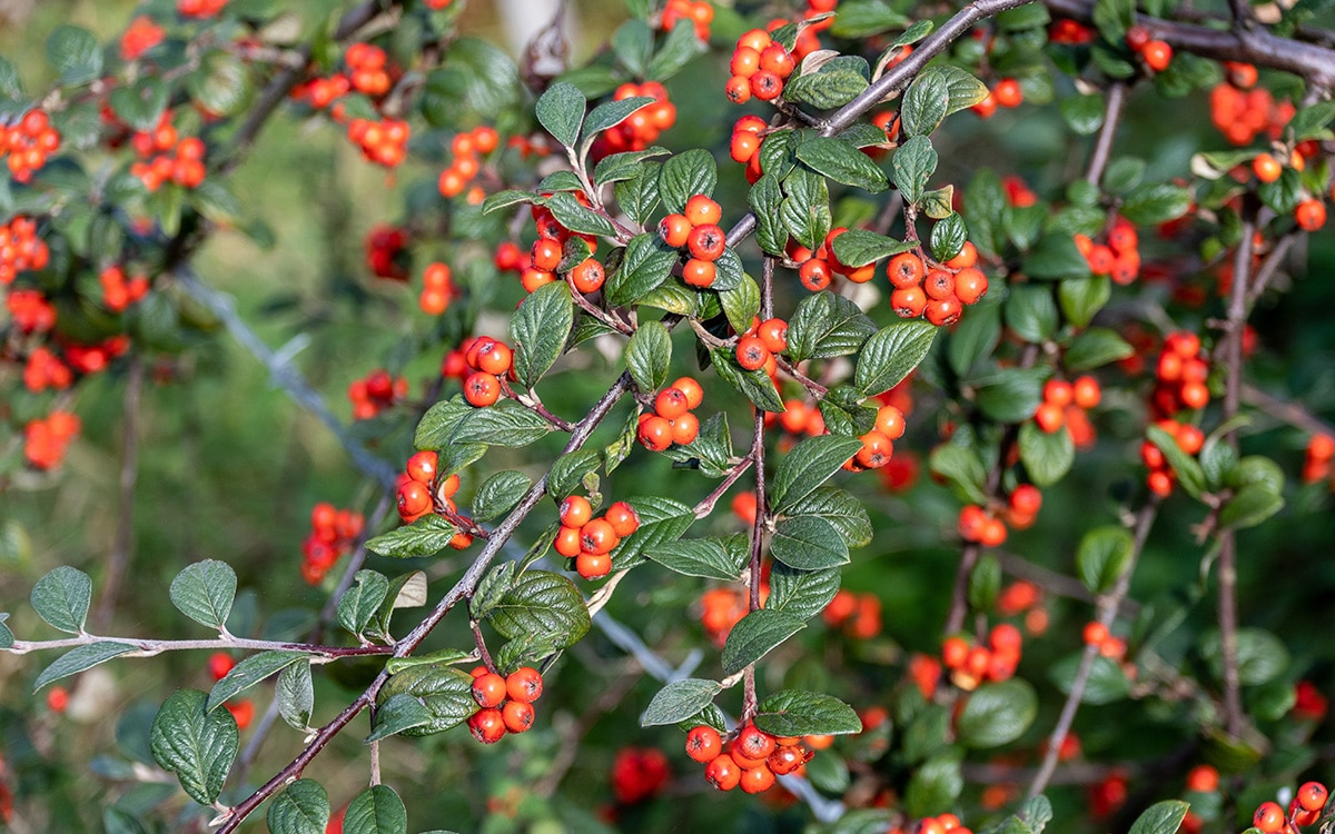 Cotoneaster franchetii