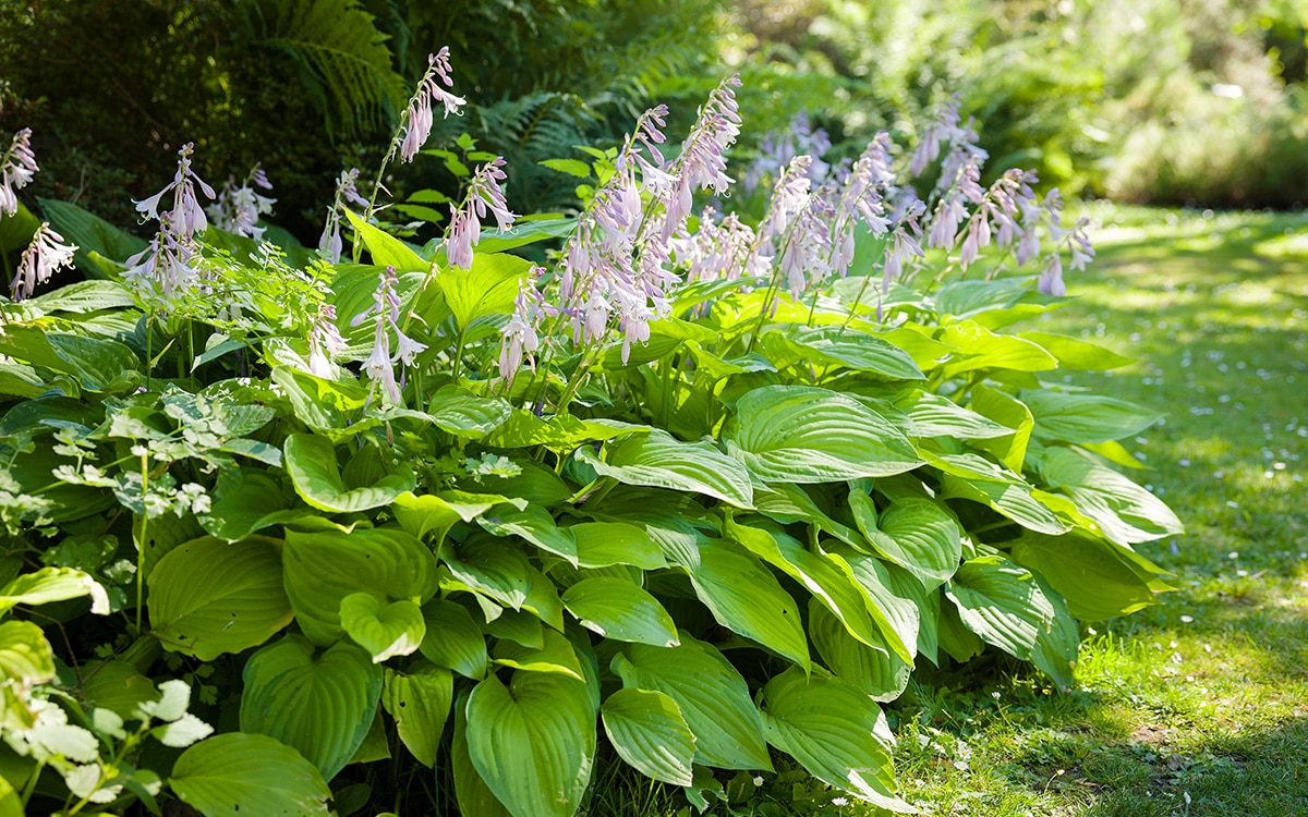 A hosta in dappled light with heart-shaped leaves and mauve flower spikes