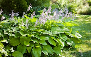 A hosta in dappled light with heart-shaped leaves and mauve flower spikes
