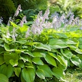 A hosta in dappled light with heart-shaped leaves and mauve flower spikes