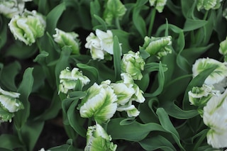 Parrot tulip 