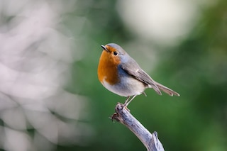 Robin on a branch in a garden setting