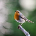 Robin on a branch in a garden setting