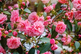 Pink camellia flowers on shrub